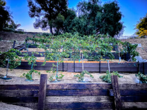 Grape Vines